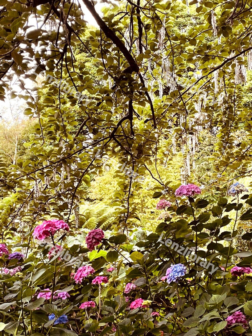 Beautiful Flowers